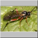 Pimpla turionnellae - Schlupfwespe 020b m11mm-fdet05.jpg